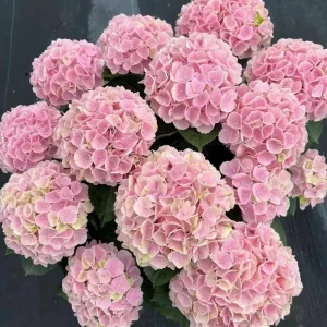 Hydrangea macrophylla Magical Revolution Live Plant - Rare Pink/Blue Bloom Shrub - Image 6