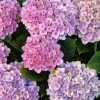 Hydrangea macrophylla Magical Revolution Live Plant - Rare Pink/Blue Bloom Shrub - Image 1