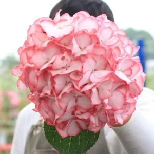 Hydrangea macrophylla Pink Beauty Live Plant – Pink Flowering Shrub – Outdoor - Image 2