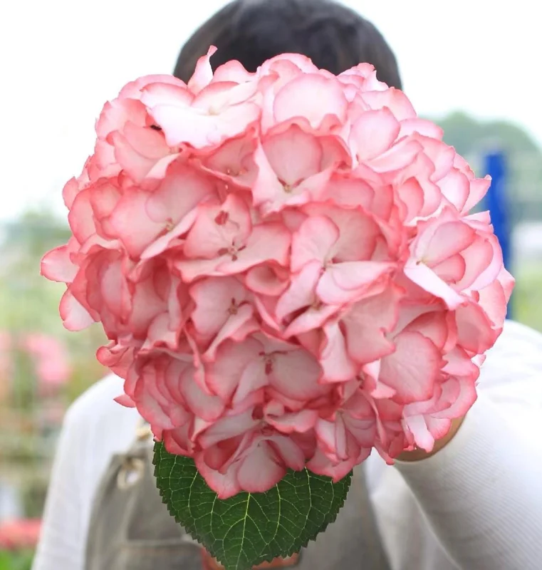 Hydrangea macrophylla Pink Beauty Live Plant – Pink Flowering Shrub – Outdoor - Image 2