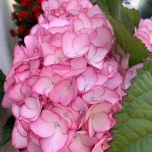 Hydrangea macrophylla Pink Beauty Live Plant – Pink Flowering Shrub – Outdoor - Image 3