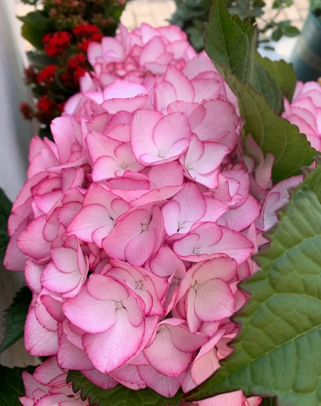 Hydrangea macrophylla Pink Beauty Live Plant – Pink Flowering Shrub – Outdoor - Image 3