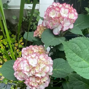 Hydrangea macrophylla Pink Beauty Live Plant – Pink Flowering Shrub – Outdoor - Image 4