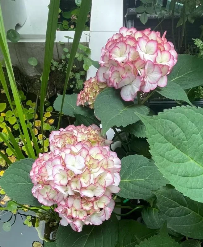 Hydrangea macrophylla Pink Beauty Live Plant – Pink Flowering Shrub – Outdoor - Image 4