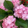 Hydrangea macrophylla Pink Beauty Live Plant – Pink Flowering Shrub – Outdoor - Image 1