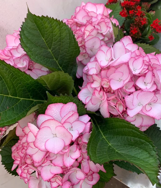 Hydrangea macrophylla Pink Beauty Live Plant – Pink Flowering Shrub – Outdoor - Image 1