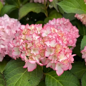 Hydrangea macrophylla 'Sabrina' Live Plant - Rare Bigleaf Hydrangea Shrub - Image 2