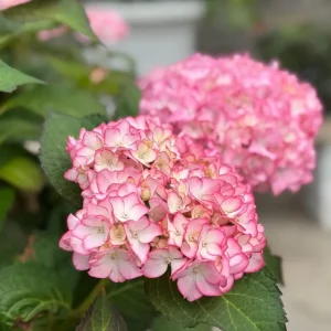 Hydrangea macrophylla 'Sabrina' Live Plant - Rare Bigleaf Hydrangea Shrub - Image 3