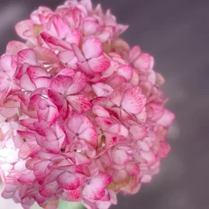 Hydrangea macrophylla 'Sabrina' Live Plant - Rare Bigleaf Hydrangea Shrub - Image 4