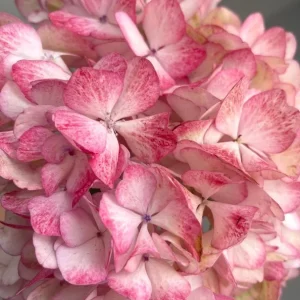 Hydrangea macrophylla 'Sabrina' Live Plant - Rare Bigleaf Hydrangea Shrub - Image 5