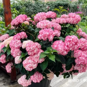 Hydrangea macrophylla 'Sabrina' Live Plant - Rare Bigleaf Hydrangea Shrub - Image 6