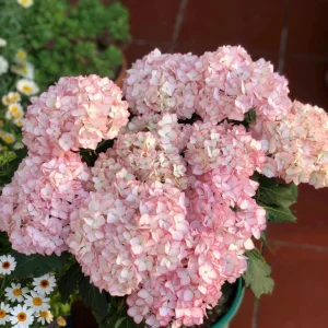 Hydrangea macrophylla 'Sabrina' Live Plant - Rare Bigleaf Hydrangea Shrub - Image 1