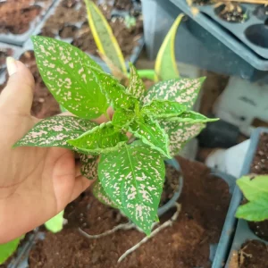 Hypoestes Polka Dot Splash Live Plant - Potted Polka Dot Plant 4-6 inches Tall - Image 2