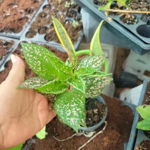 Hypoestes Polka Dot Splash Live Plant - Potted Polka Dot Plant 4-6 inches Tall - Image 1