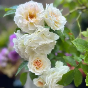 Ice Cream Miniature Rose Live Plant - Yellow White Blooms - 1 Gallon - Image 2