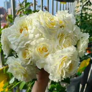 Ice Cream Miniature Rose Live Plant - Yellow White Blooms - 1 Gallon - Image 3