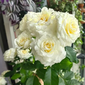 Ice Cream Miniature Rose Live Plant - Yellow White Blooms - 1 Gallon - Image 4