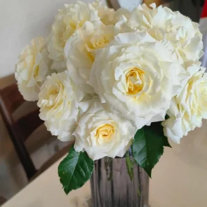 Ice Cream Miniature Rose Live Plant - Yellow White Blooms - 1 Gallon - Image 5
