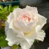 Ice Cream Miniature Rose Live Plant - Yellow White Blooms - 1 Gallon - Image 1