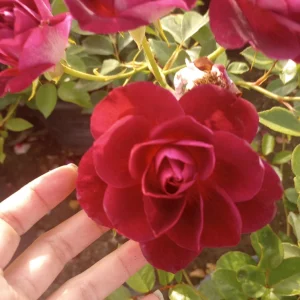 Iceberg Burgundy Rose Live Plant – 1 Gallon Pot – Outdoor Flowering Shrub - Image 3