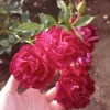 Iceberg Burgundy Rose Live Plant – 1 Gallon Pot – Outdoor Flowering Shrub - Image 1
