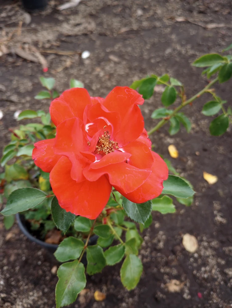 Iceberg Red Rose Live Plant, 1 Gallon Pot, Outdoor Shrub, Red Flowers - Image 2