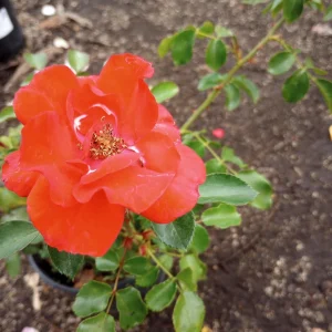 Iceberg Red Rose Live Plant, 1 Gallon Pot, Outdoor Shrub, Red Flowers - Image 3