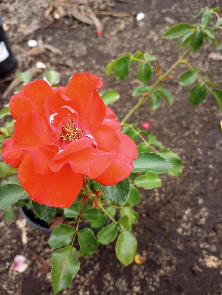 Iceberg Red Rose Live Plant, 1 Gallon Pot, Outdoor Shrub, Red Flowers - Image 3