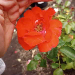 Iceberg Red Rose Live Plant, 1 Gallon Pot, Outdoor Shrub, Red Flowers - Image 4