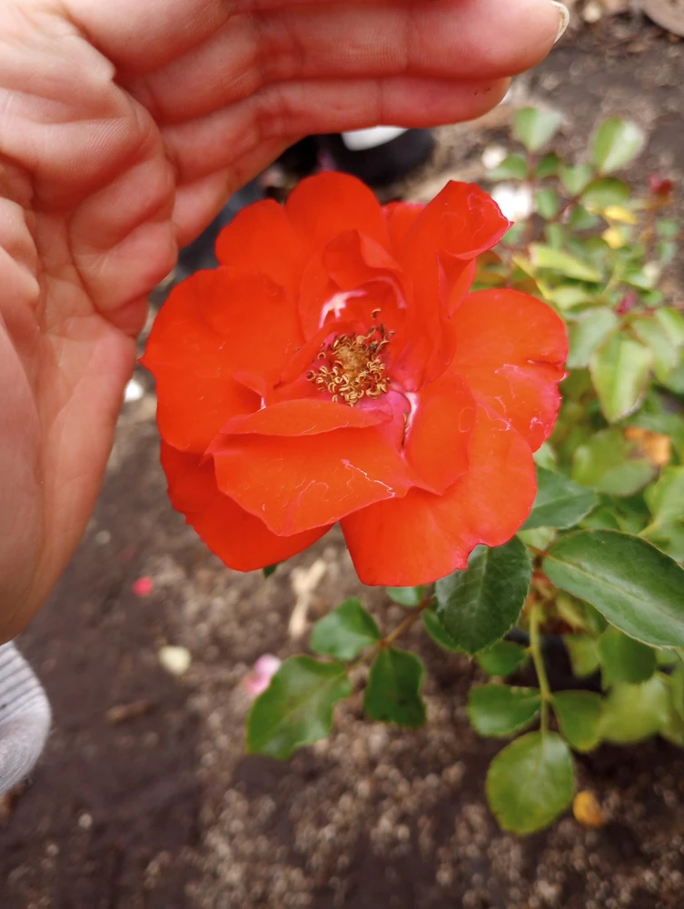 Iceberg Red Rose Live Plant, 1 Gallon Pot, Outdoor Shrub, Red Flowers - Image 4