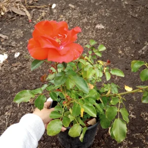 Iceberg Red Rose Live Plant, 1 Gallon Pot, Outdoor Shrub, Red Flowers - Image 5