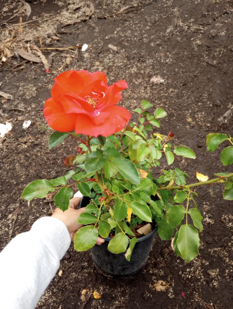 Iceberg Red Rose Live Plant, 1 Gallon Pot, Outdoor Shrub, Red Flowers - Image 5