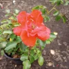 Iceberg Red Rose Live Plant, 1 Gallon Pot, Outdoor Shrub, Red Flowers - Image 1