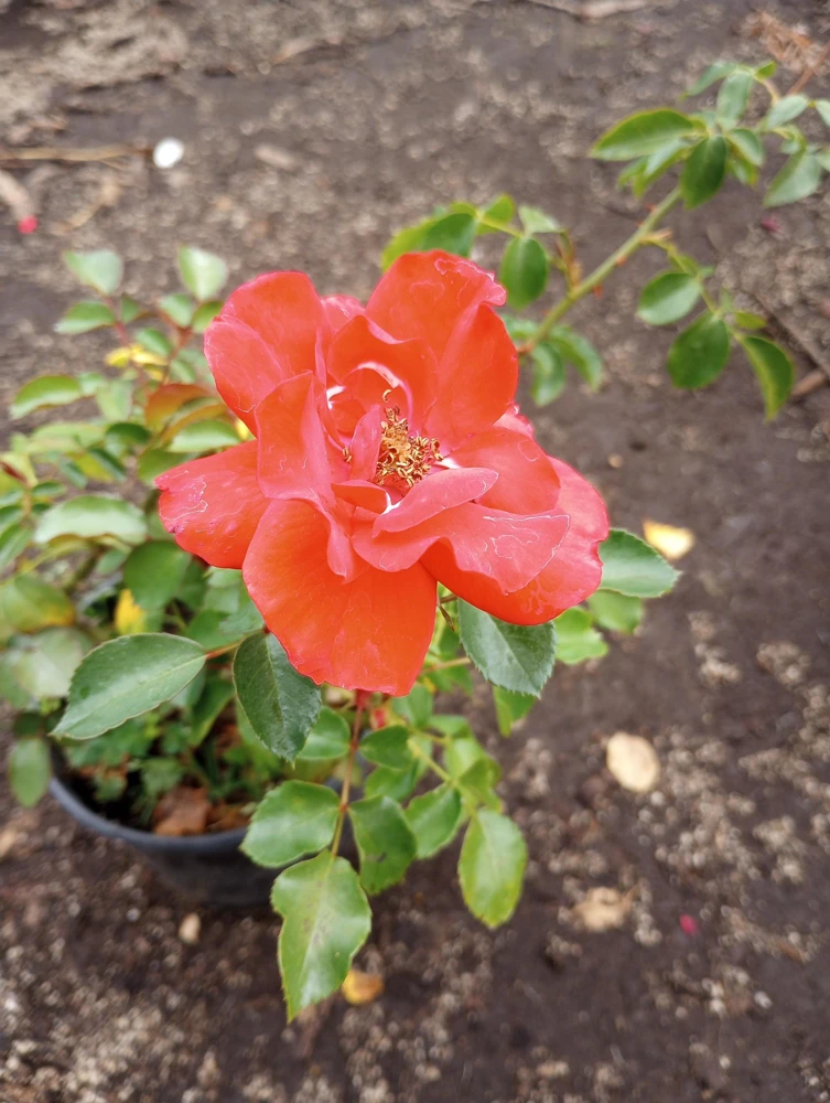 Iceberg Red Rose Live Plant, 1 Gallon Pot, Outdoor Shrub, Red Flowers - Image 1