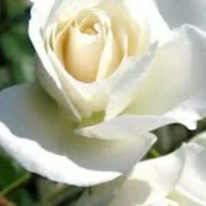 Iceberg Rose Cuttings - 6 Unrooted Cuttings for Growing White Roses - Image 2