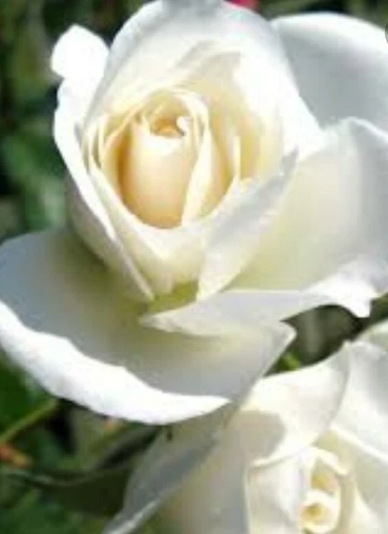 Iceberg Rose Cuttings - 6 Unrooted Cuttings for Growing White Roses - Image 2