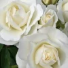 Iceberg Rose Cuttings - 6 Unrooted Cuttings for Growing White Roses - Image 1