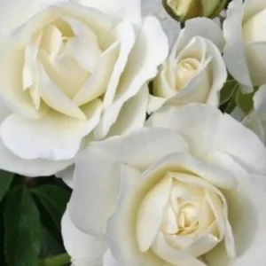 Iceberg Rose Cuttings - 6 Unrooted Cuttings for Growing White Roses - Image 1