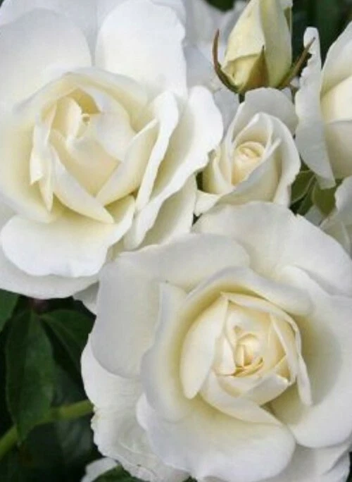 Iceberg Rose Cuttings - 6 Unrooted Cuttings for Growing White Roses - Image 1