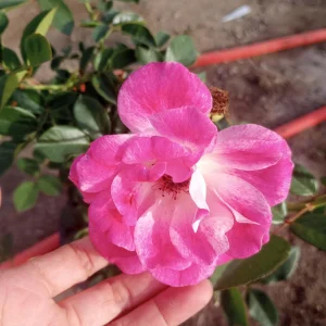 Iceberg Rose Live Plant – White Floribunda Rose Bush in 1 Gallon Pot - Image 6