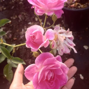 Iceberg Rose Live Plant – White Floribunda Rose Bush in 1 Gallon Pot - Image 7