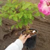 Iceberg Rose Live Plant – White Floribunda Rose Bush in 1 Gallon Pot - Image 1