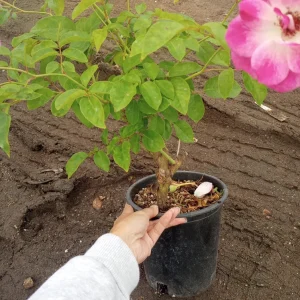Iceberg Rose Live Plant – White Floribunda Rose Bush in 1 Gallon Pot - Image 1