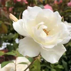 Iceberg White Rose Live Plant - 1 Gallon Pot - Outdoor Shrub - Image 2
