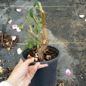 Iceberg White Rose Live Plant - 1 Gallon Pot - Outdoor Shrub - Image 4