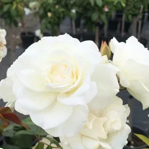 Iceberg White Rose Live Plant - 1 Gallon Pot - Outdoor Shrub - Image 1
