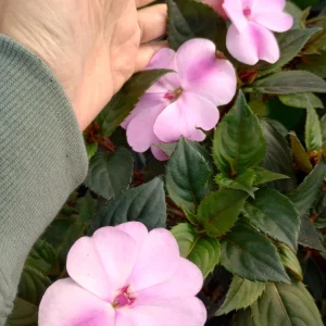 Impatiens Live Plant – 6 Inch Pot – Vibrant Outdoor Flowers – Full Sun to Partial Shade - Image 2