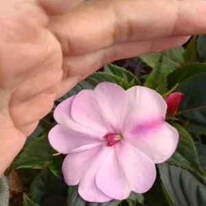 Impatiens Live Plant – 6 Inch Pot – Vibrant Outdoor Flowers – Full Sun to Partial Shade - Image 3