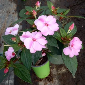Impatiens Live Plant – 6 Inch Pot – Vibrant Outdoor Flowers – Full Sun to Partial Shade - Image 4
