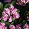 Indian Hawthorne Pink Dancer Pink Flower Live Cuttings, 7-Pack, 6-inch, Outdoor Shrub - Image 1